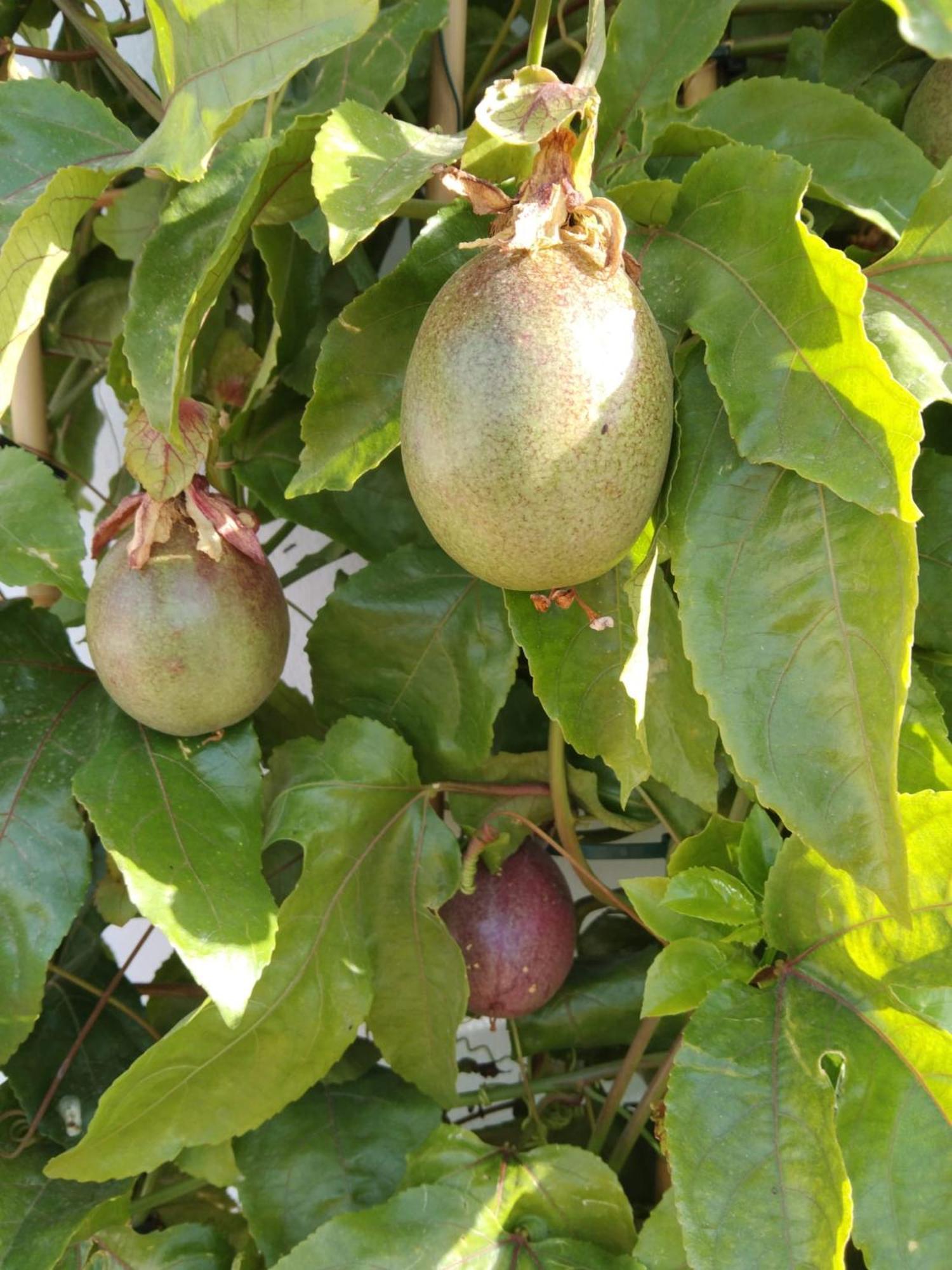 B&B La Granadilla Cónchar Εξωτερικό φωτογραφία